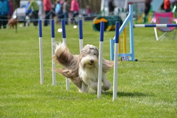 Pickle tackling the weave at South Durham Show