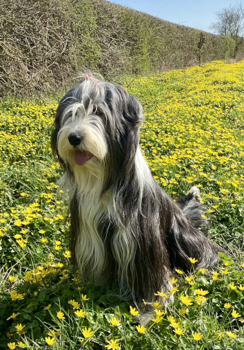 BEARDED COLLIE CLUB CHAMPIONSHIP SHOW